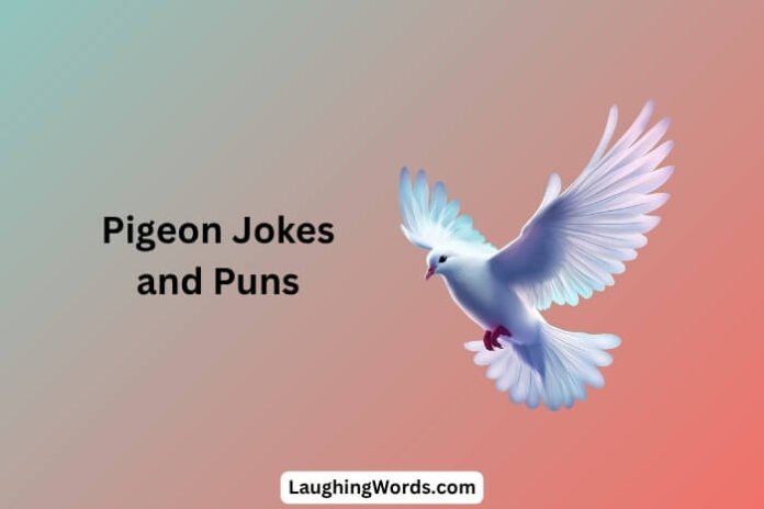 Pigeon Jokes